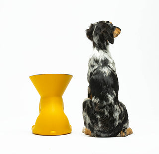 Elizabeth Yellow-The Queen of Bowls|Slide