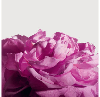 Radical Rose Extrait de Parfum 50 ml