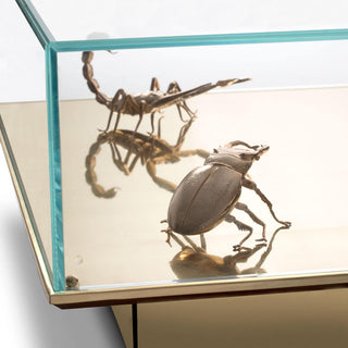 Metamorphosis Coffee Table - Danilo Cascella Premium Store