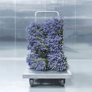 Metal Lavender - Matiere Premiere