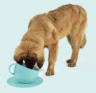 Set Cup Aquamarine| United Pets