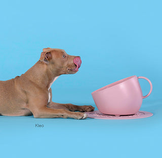 Set Cup Pink| United Pets